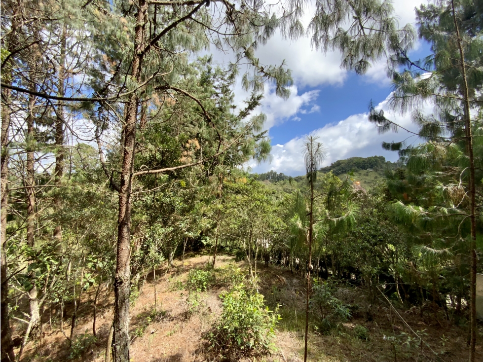 Venta Lote Inmerso en Bosque Parcelacion Alto Palmas — foto 5
