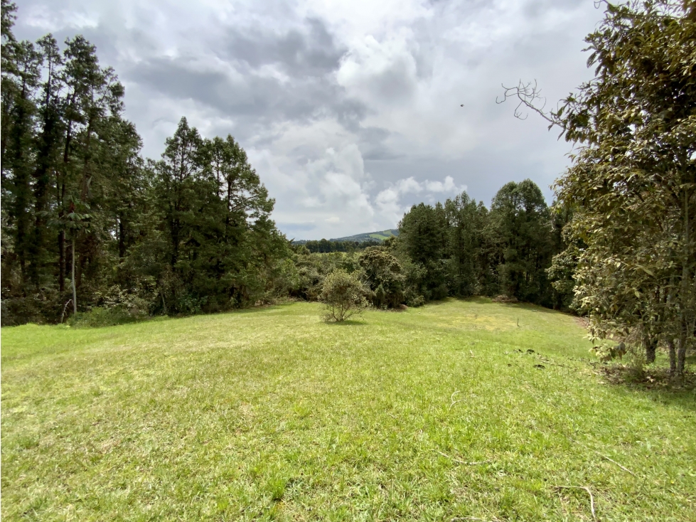 Venta Lote Inmerso en Bosque Parcelacion Alto Palmas — foto 6