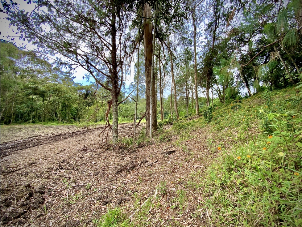 Venta Lote Inmerso Bosque Alta Valorizacion Parcelación La Ceja — foto 5