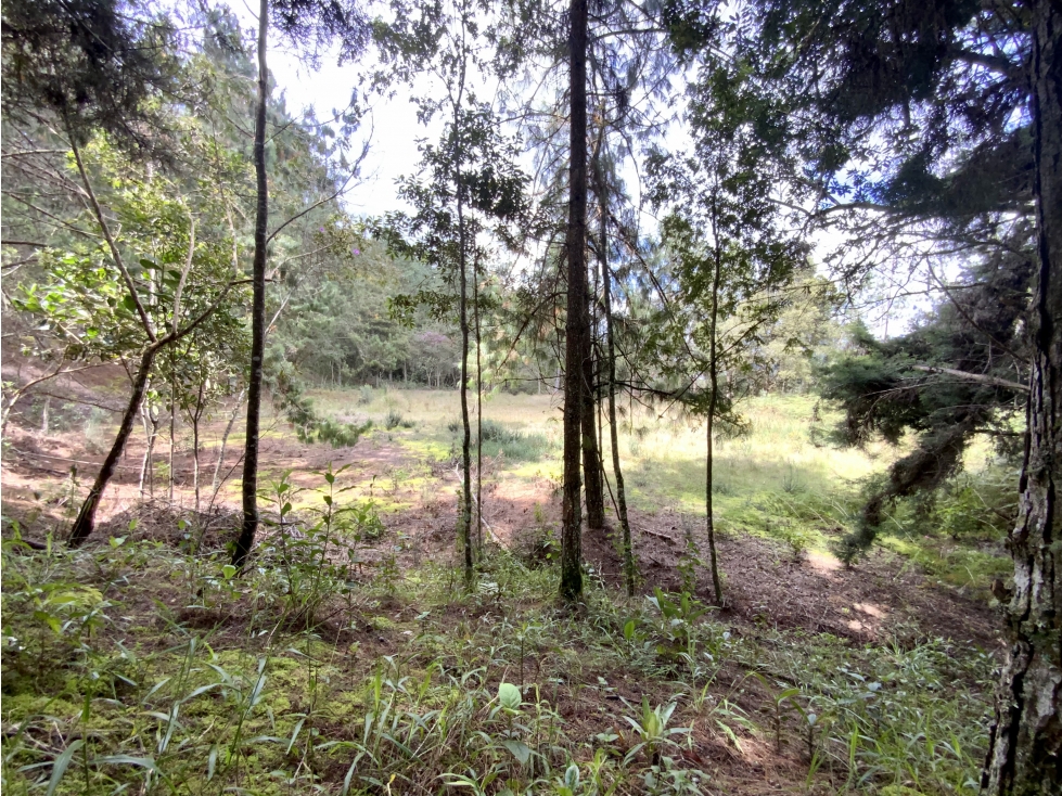 Venta Lote Inmerso en Bosque Parcelacion Alto Palmas — foto 6