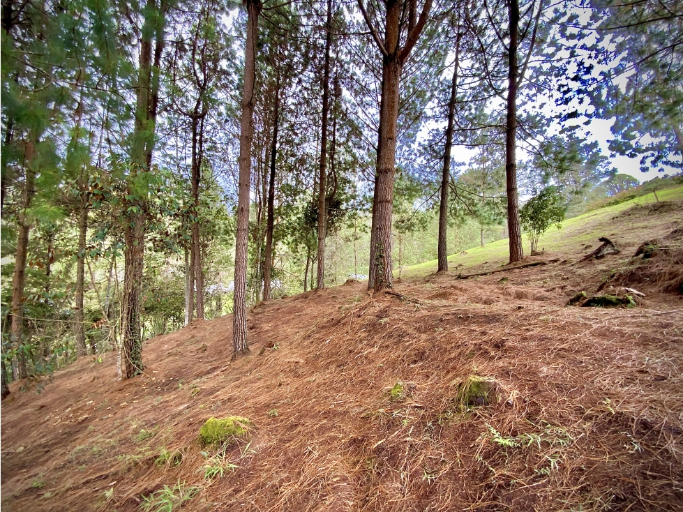 Venta Lote Bosque Vista Parcelacion El Retiro — foto 3