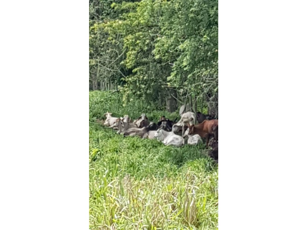 VENTA O PERMUTA FINCA EN PLANETA RICA - 2