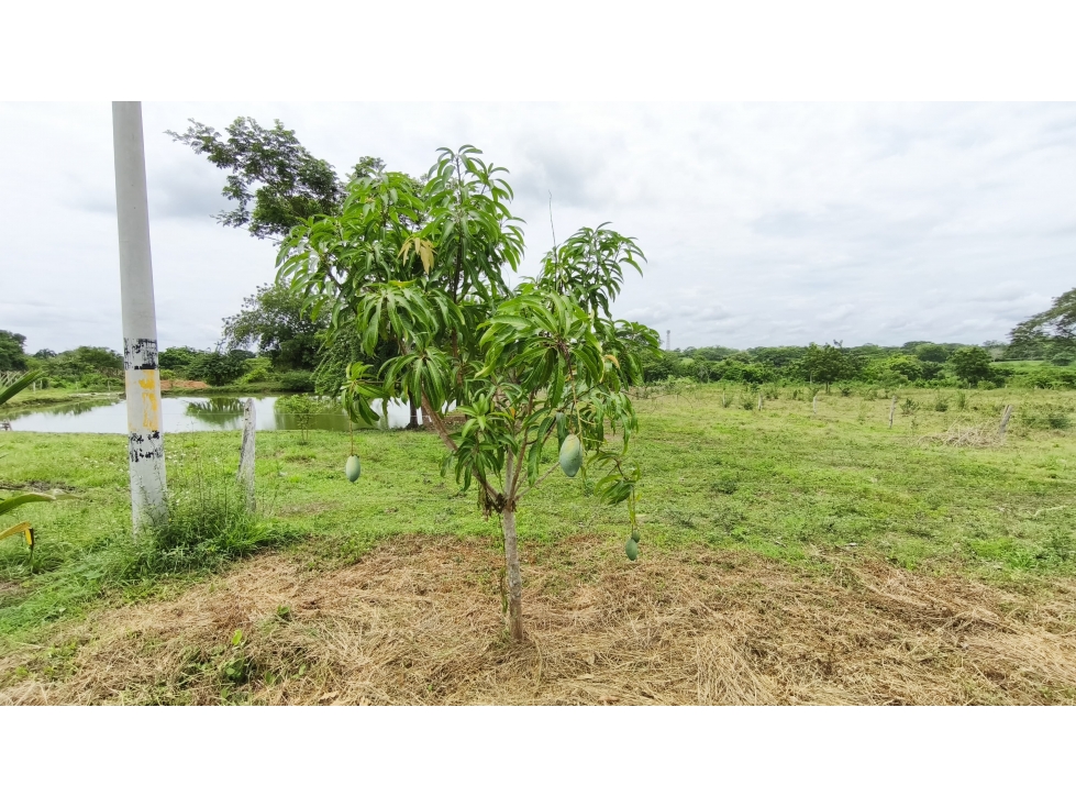 VENTA DE FINCA EN SAMPUES SUCRE - 2