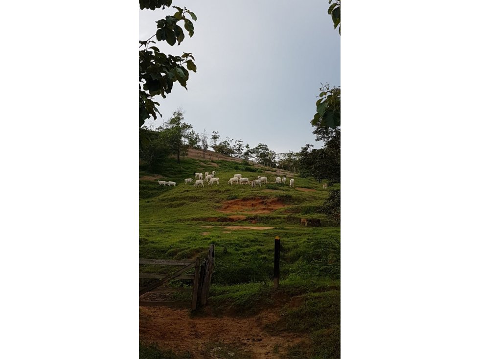 VENTA O PERMUTA FINCA EN PLANETA RICA - 1