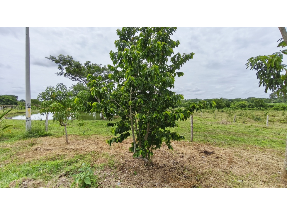 VENTA DE FINCA EN SAMPUES SUCRE - 3