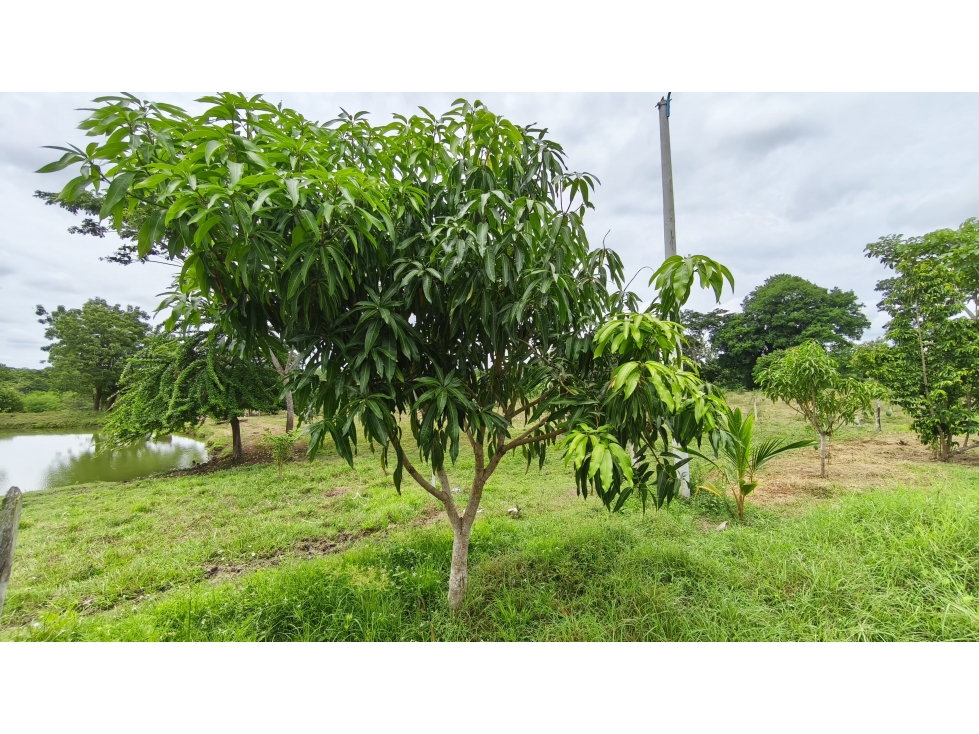 VENTA DE FINCA EN SAMPUES SUCRE - 4