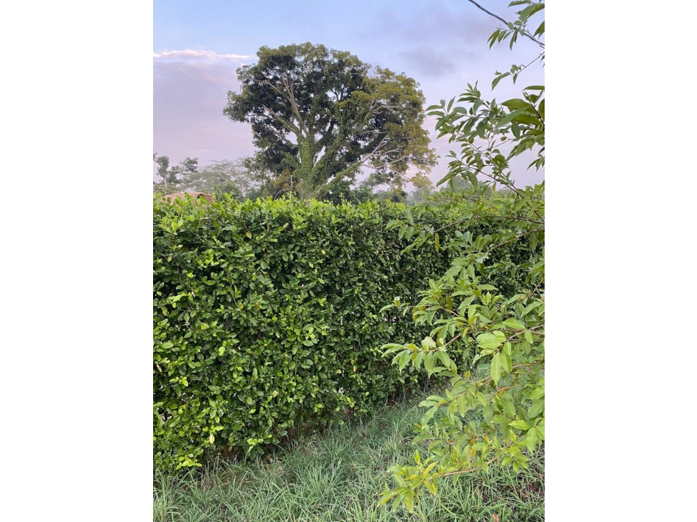 VENTA DE AMPLIO LOTE CAMPESTRE EN COROZAL - 2