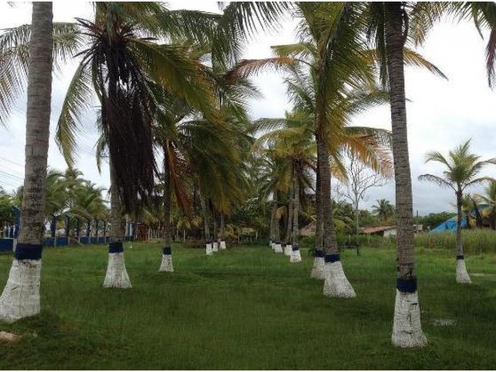CABAÑAS FRENTE A LA PLAYA EN PUERTO VIEJO — foto 5