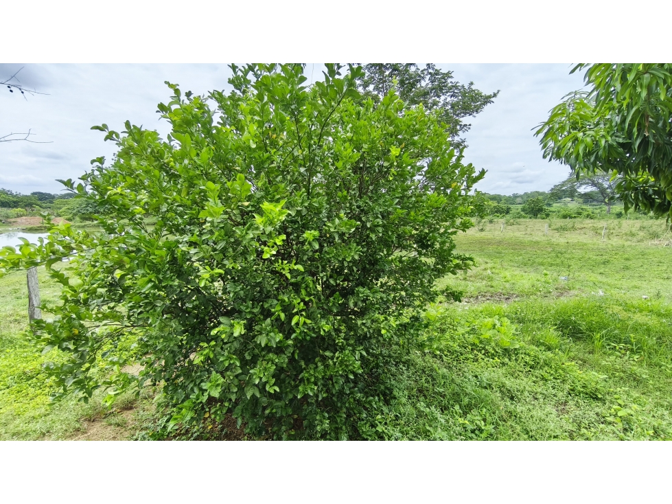 VENTA DE FINCA EN SAMPUES SUCRE - 5