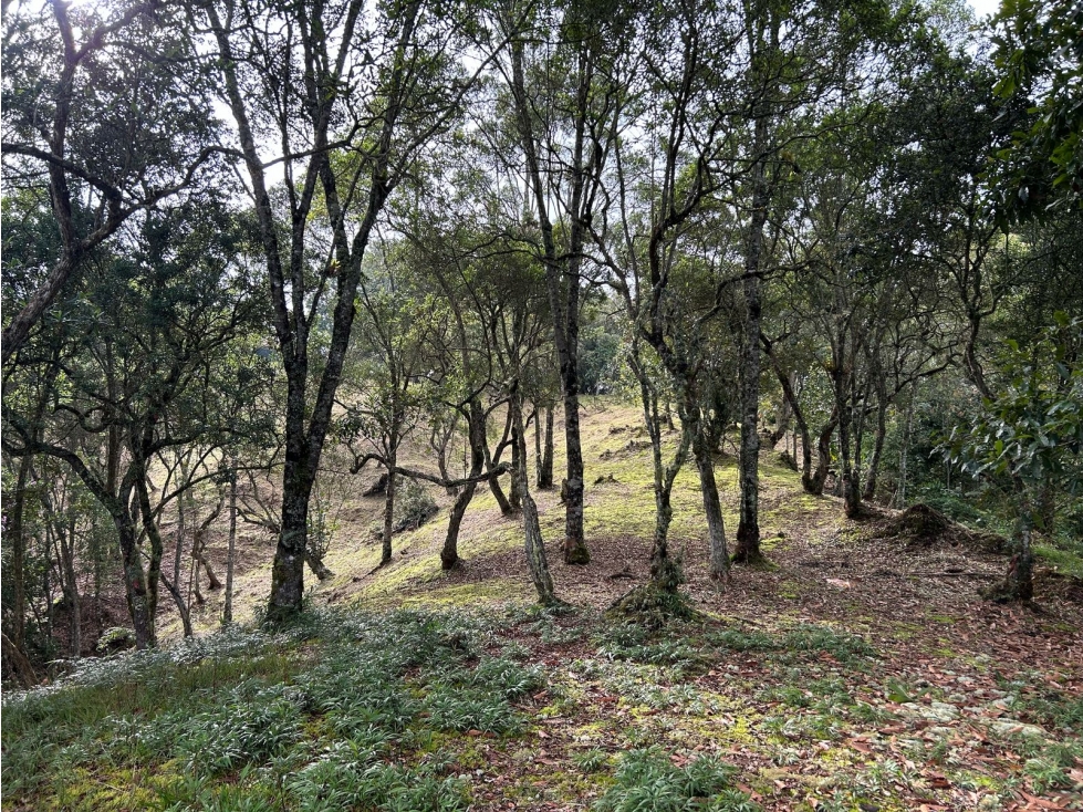Vendo Lote sector Charcoazul Envigado,11464 mts uso para parcelación — foto 3