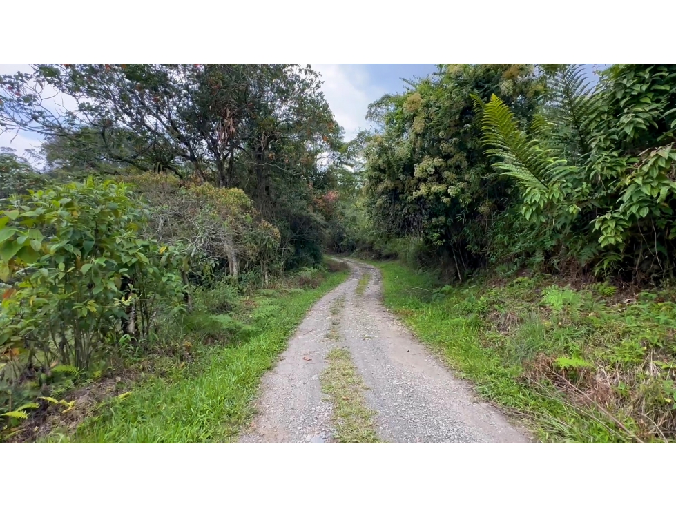 La Vega C/marca - Finca 40 hectáreas en venta — foto 5