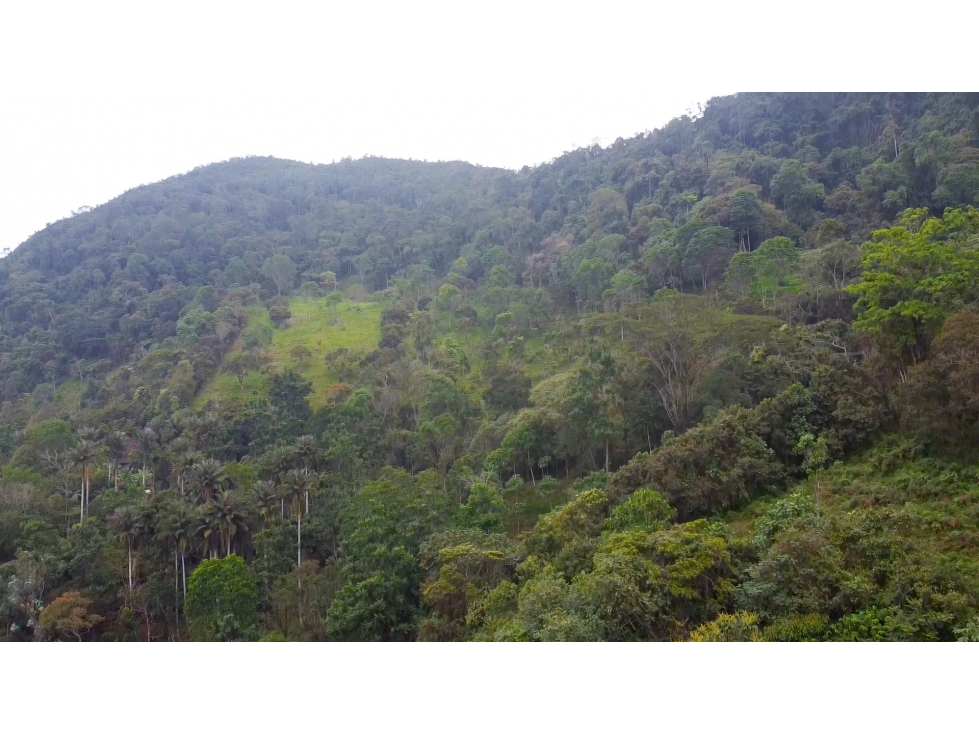 La Vega C/marca - Finca 40 hectáreas en venta — foto 6