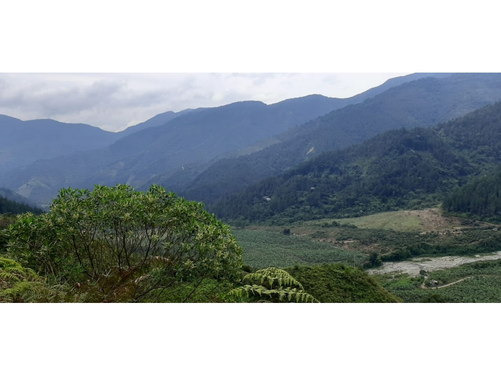 Venta finca de produccion en Salgar Suroeste Antioqueño - 1
