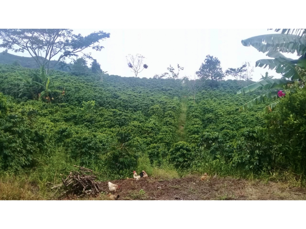 Venta finca cafetera Concordia-Suroeste - 2