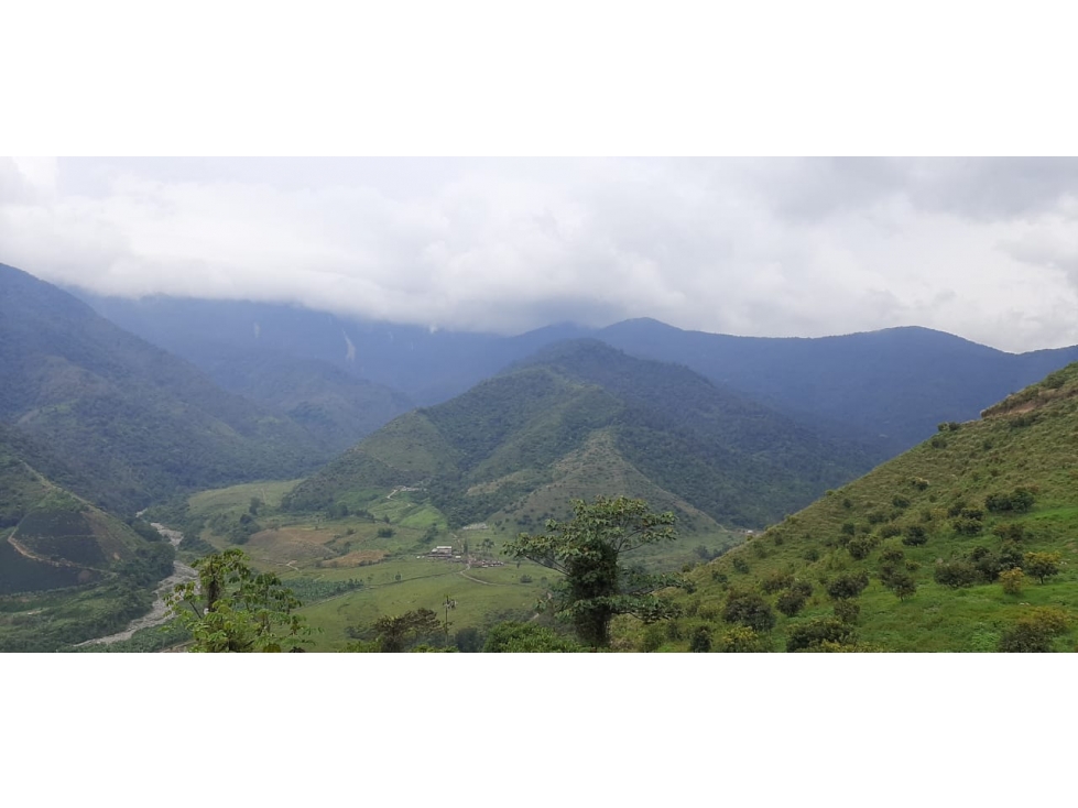 Venta finca de produccion en Salgar Suroeste Antioqueño - 2
