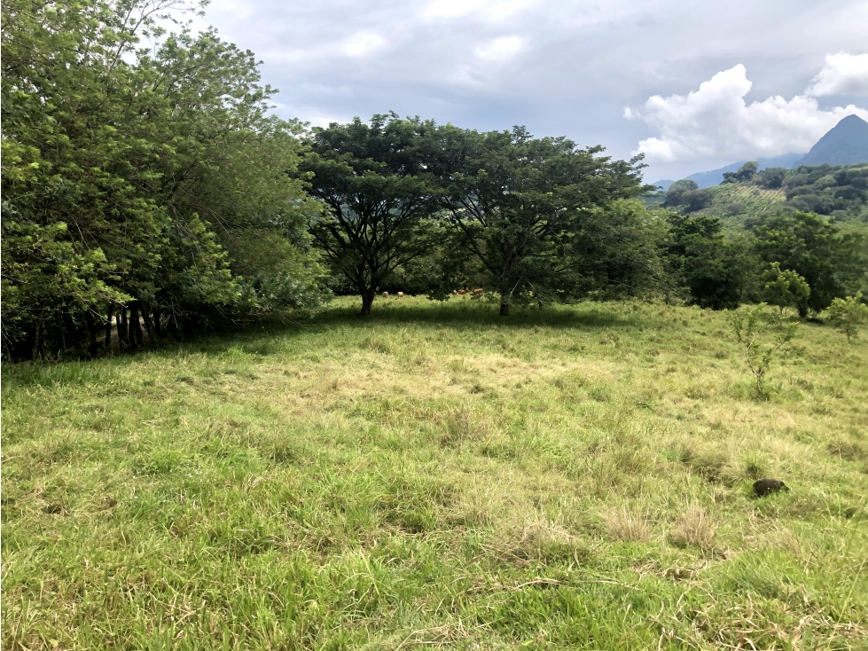Venta lote Tamesis - Suroeste Antioqueño - 4