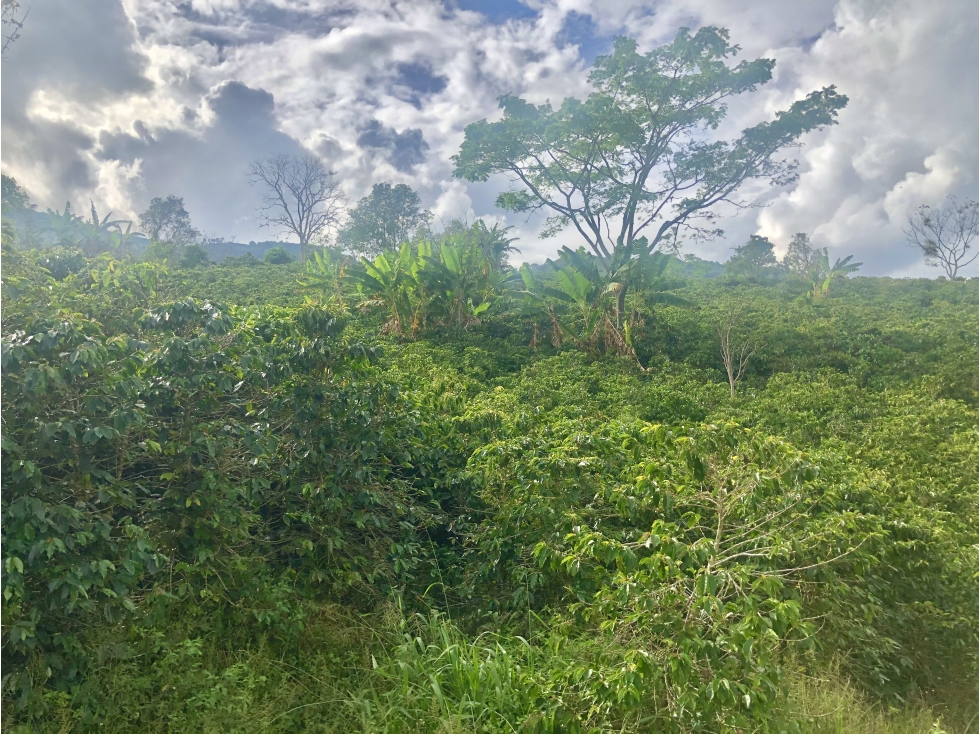 Venta finca cafetera Concordia-Suroeste - 3