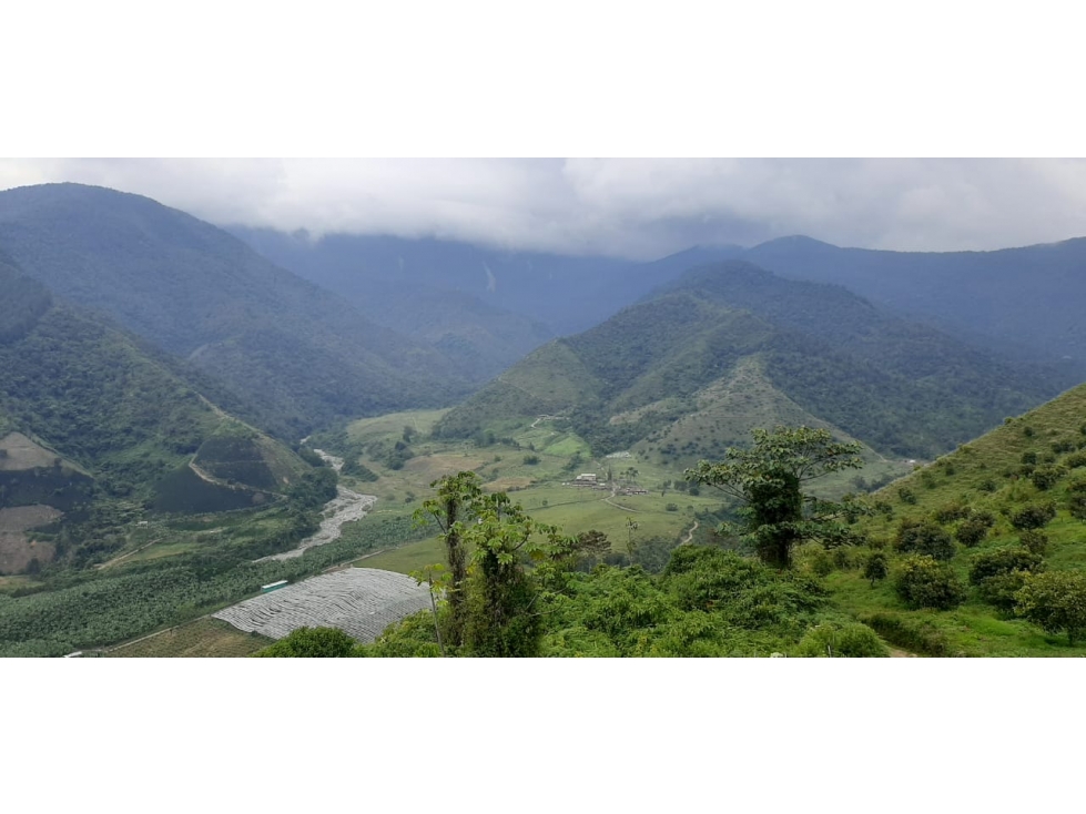 Venta finca de produccion en Salgar Suroeste Antioqueño - 3