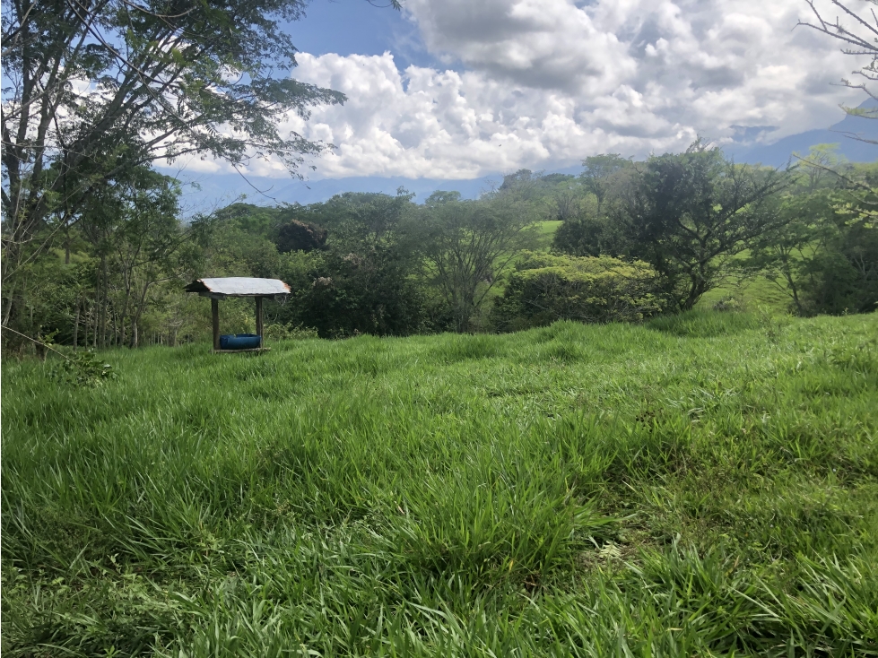 Venta de lote en Tamesis - Suroeste Antioqueño - 4