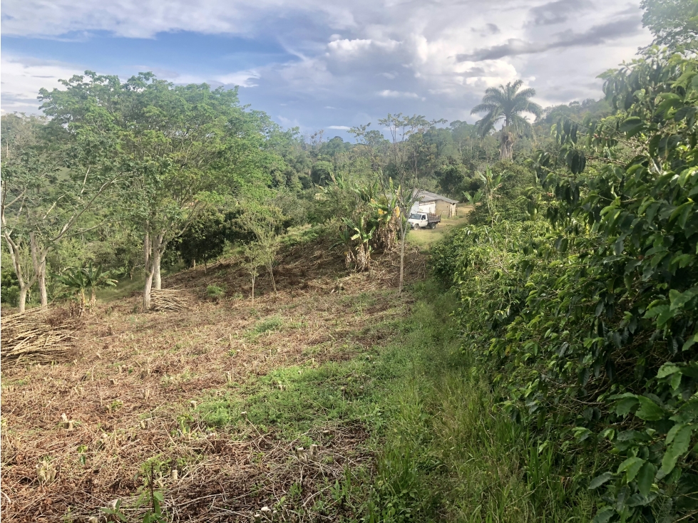 Venta finca cafetera Concordia-Suroeste - 4