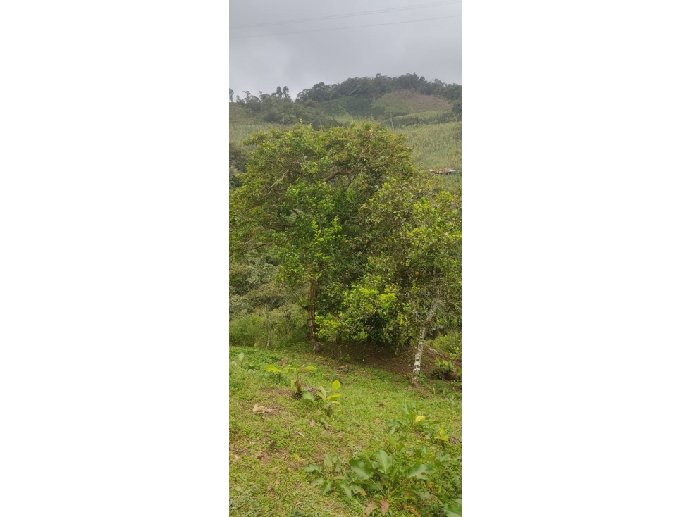 venta finca en Urrao en el suroeste antioqueño - 4