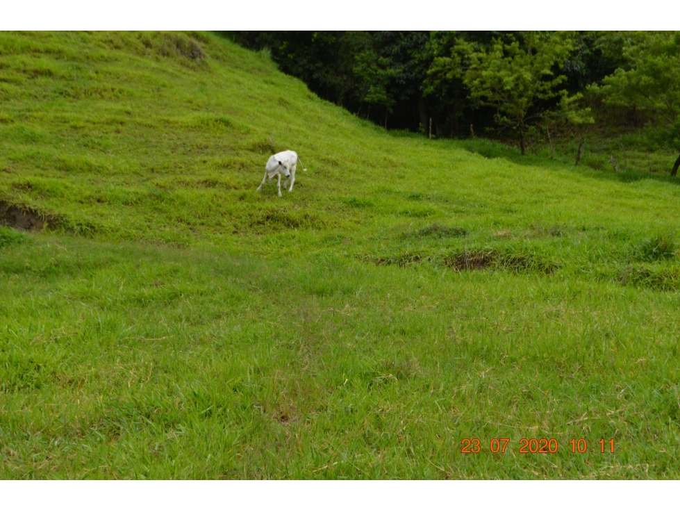 Venta finca en Sta. Barbara, Poblanco, Suroeste antioqueño - 4