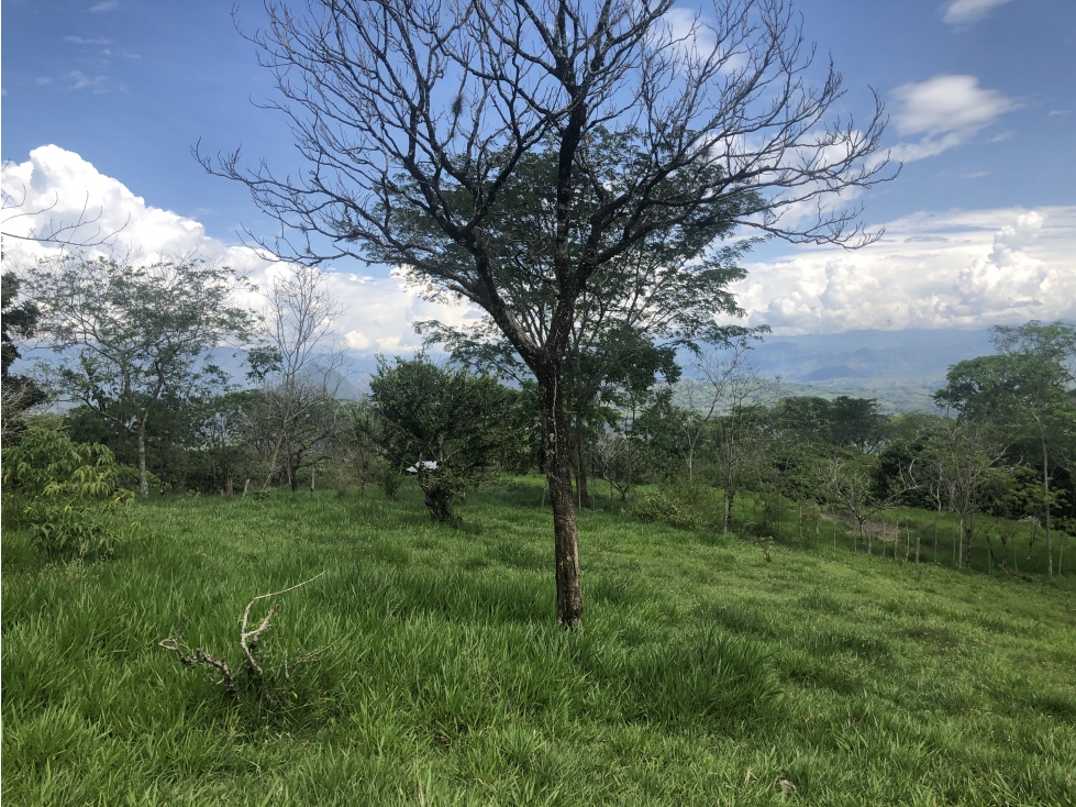 Venta de lote en Tamesis - Suroeste Antioqueño - 5
