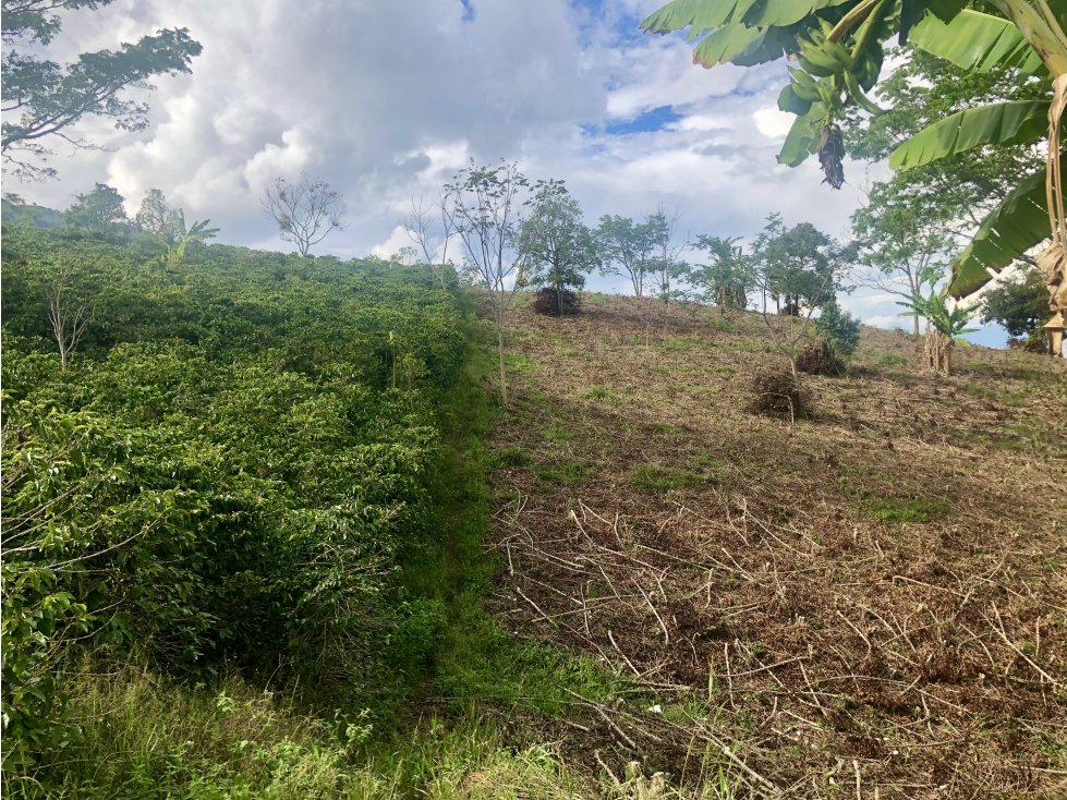 Venta finca cafetera Concordia-Suroeste - 5
