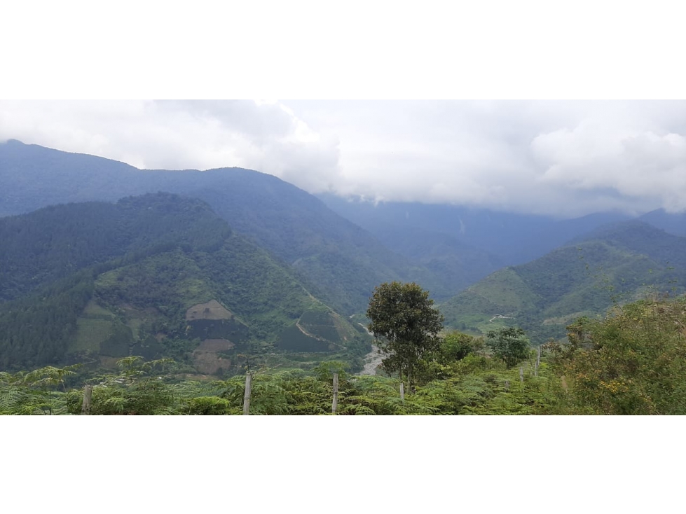 Venta finca de produccion en Salgar Suroeste Antioqueño - 5