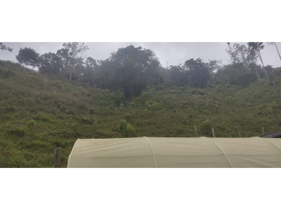 venta finca en Urrao en el suroeste antioqueño - 5