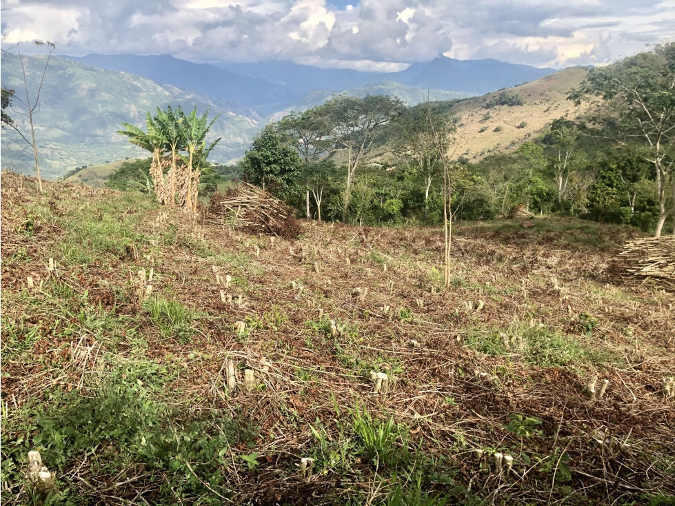 Venta finca cafetera Concordia-Suroeste - 6