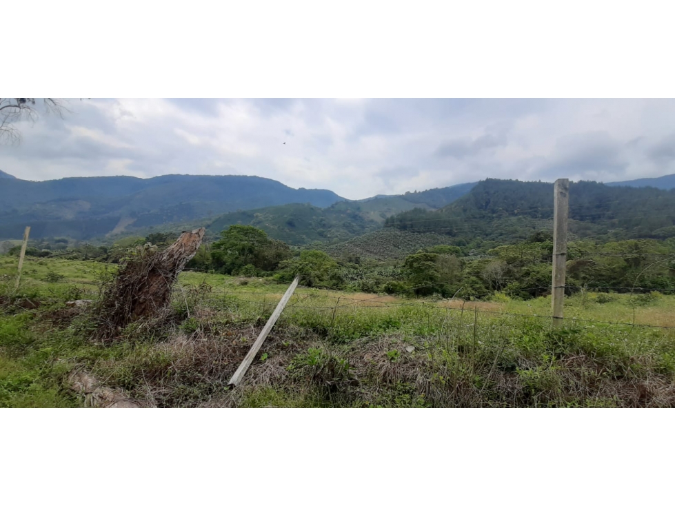 Venta finca de produccion en Salgar Suroeste Antioqueño - 6