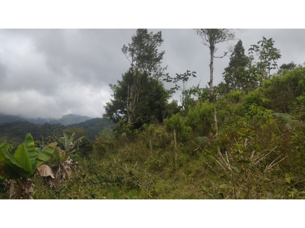 venta finca en Urrao en el suroeste antioqueño - 6