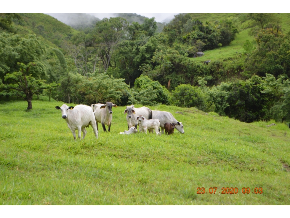 Venta finca en Sta. Barbara, Poblanco, Suroeste antioqueño - 6