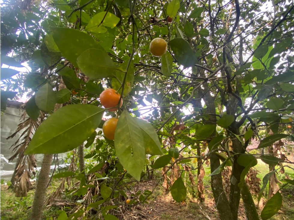 VENDO LOTE VIA CALAMBEO — foto 4