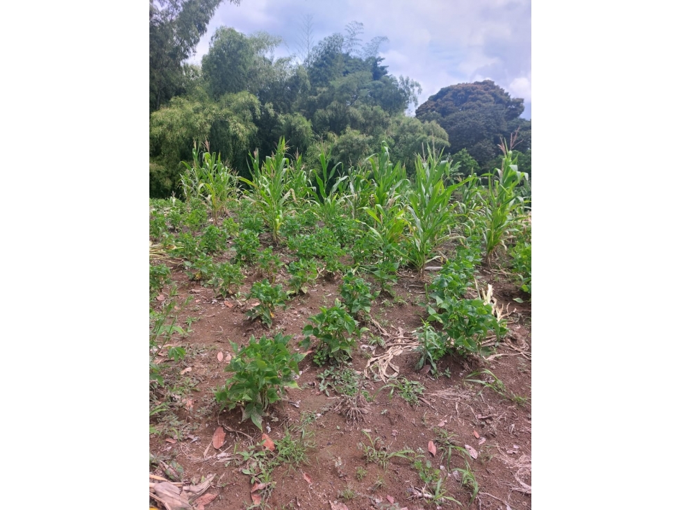 SE VENDE LOTE EN TEBAIDA — foto 2