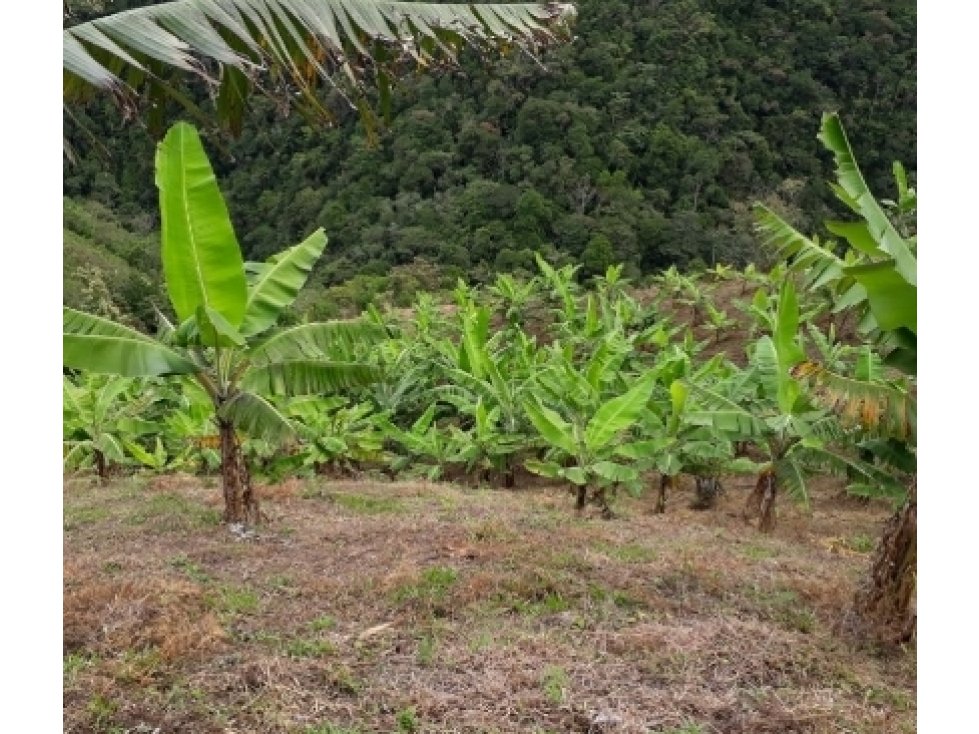SE VENDE FINCA EN CALARCA QUINDIO - 4