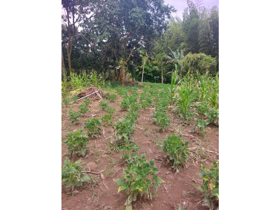 SE VENDE LOTE EN TEBAIDA — foto 5