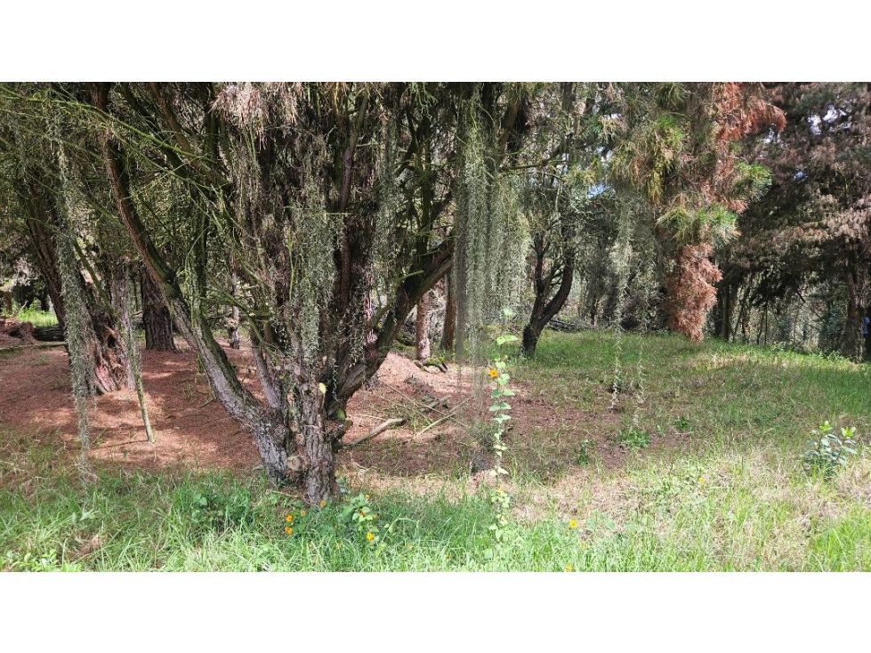 VENTA LOTE CONJUNTO CAMPESTRE COGUA CUNDINAMARCA - 4