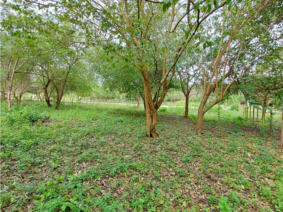 Lote Campestre en Venta en Palomino, Cerca al Mar y al Río, La Guajira - 3