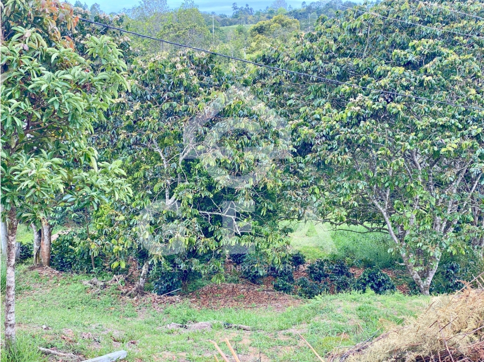 Venta de Lote en Cajibío, Parcelación Villa Isabella, Vereda La Viuda. - 3