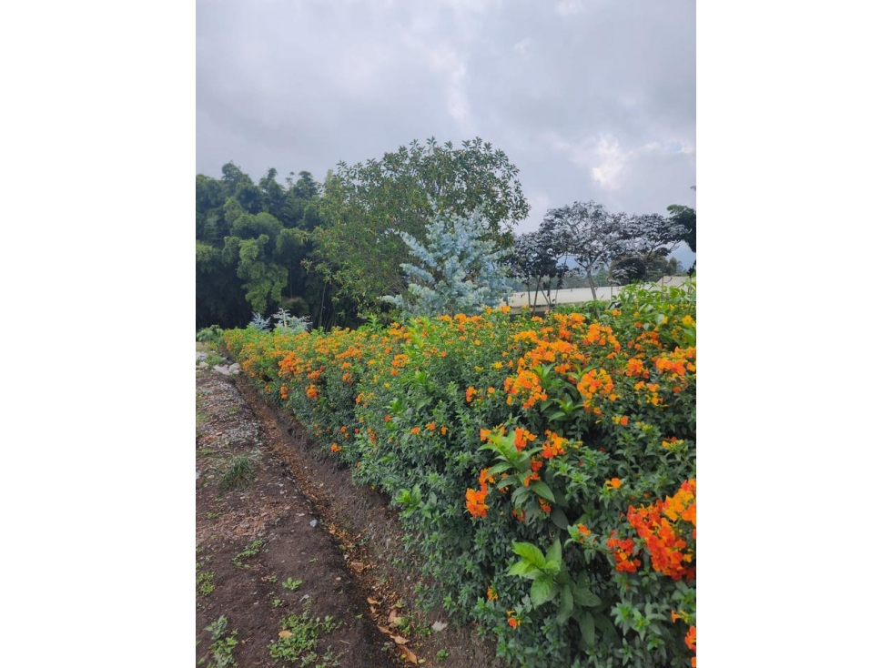 VENTA HERMOSOS LOTES UBICADOS EN LA CEJA, SECTOR YARUMOS — foto 4