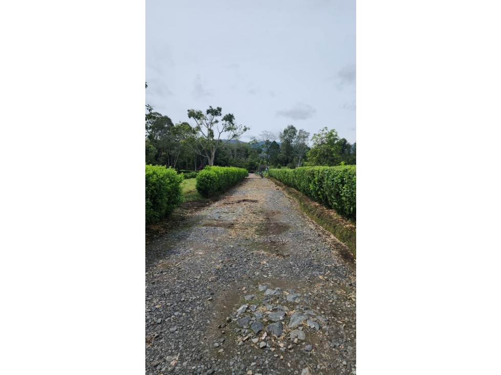 VENTA HERMOSOS LOTES UBICADOS EN LA CEJA, SECTOR YARUMOS — foto 6
