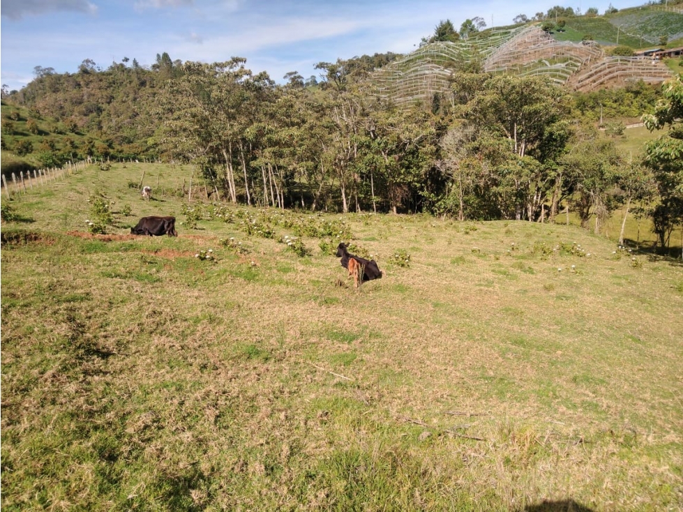 Lote Vereda Pantanillo El Retiro