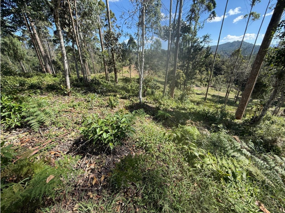 LOTE EN UNIDAD CERRADA VÍA DON DIEGO LA CEJA - 1