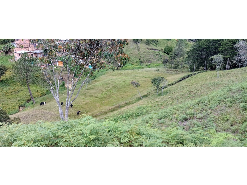 Finca Independiente Vereda Bella Vista Guarne — foto 2