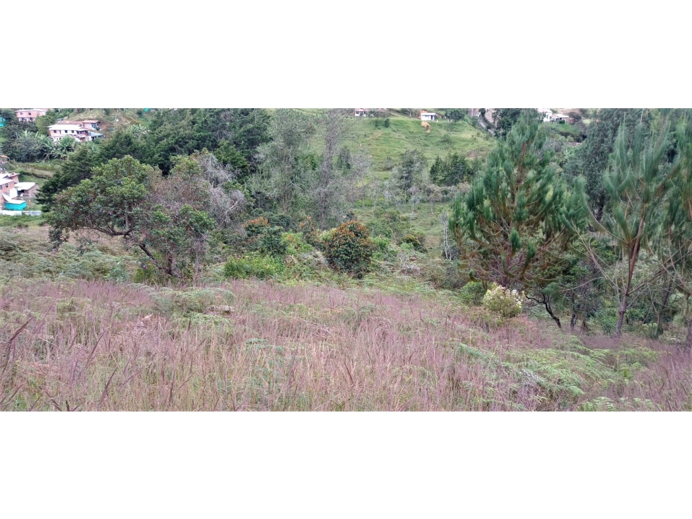 Finca Independiente Vereda Bella Vista Guarne — foto 3