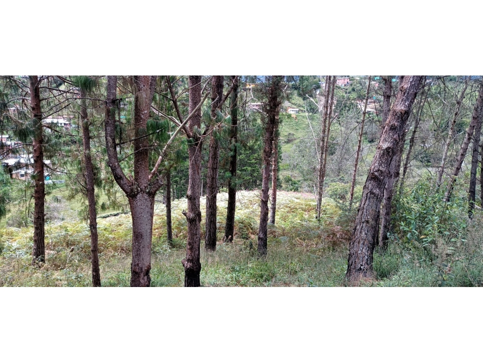 Finca Independiente Vereda Bella Vista Guarne — foto 6