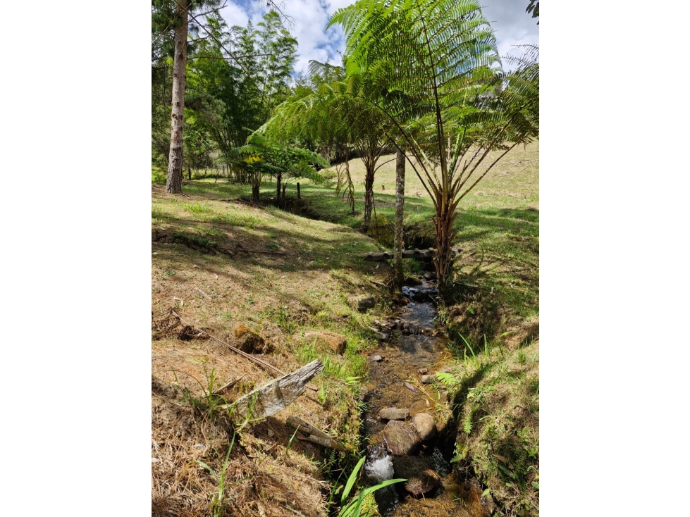 Lote en Venta con Bosque y dos Explanaciones — foto 5