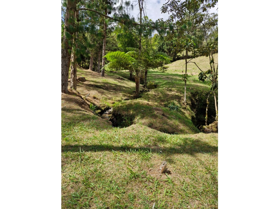 Lote en Venta con Bosque y dos Explanaciones — foto 6